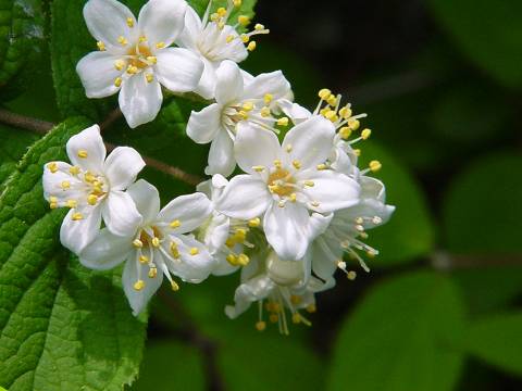 初夏の白い花