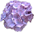 紫陽花アイコン