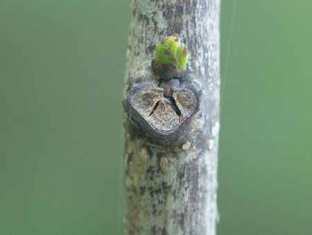 ネムノキの冬芽と葉痕